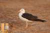 1cy fuscus in August, ringed in Finland. (81365 bytes)